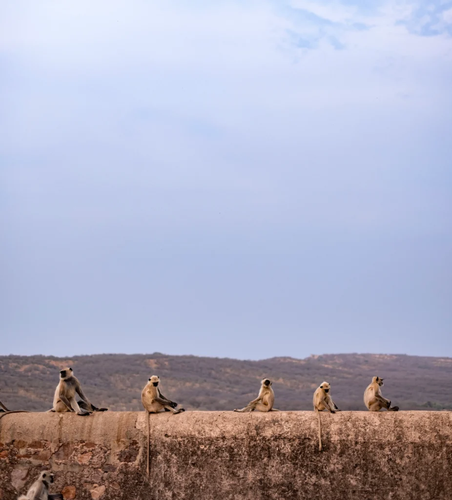 Monkeys, Ranthambore safari park, India 2 weeks itinerary