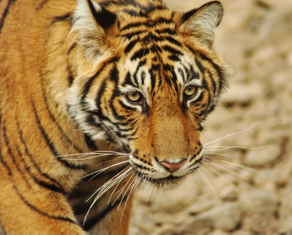 Tiger at Ranthambore safari park, India 2 weeks itinerary