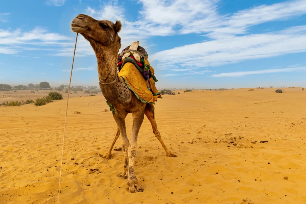 Jaisalmer City Camel Riding India