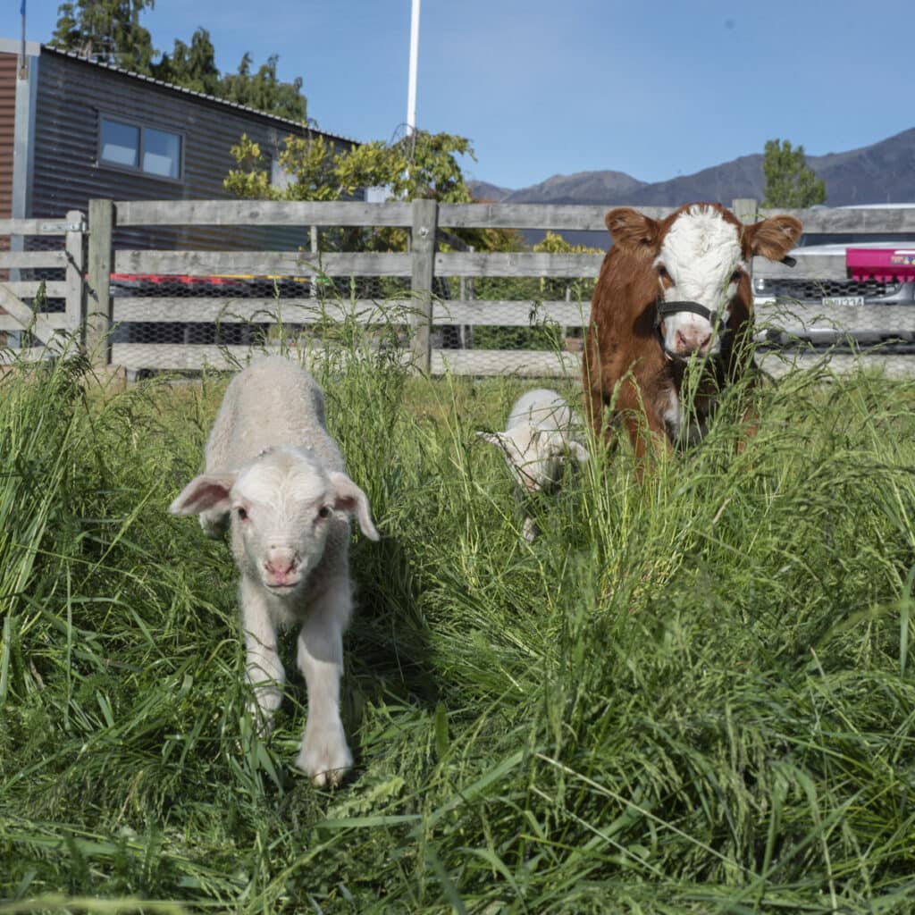 Lake tekapo things to do: Petting Zoo