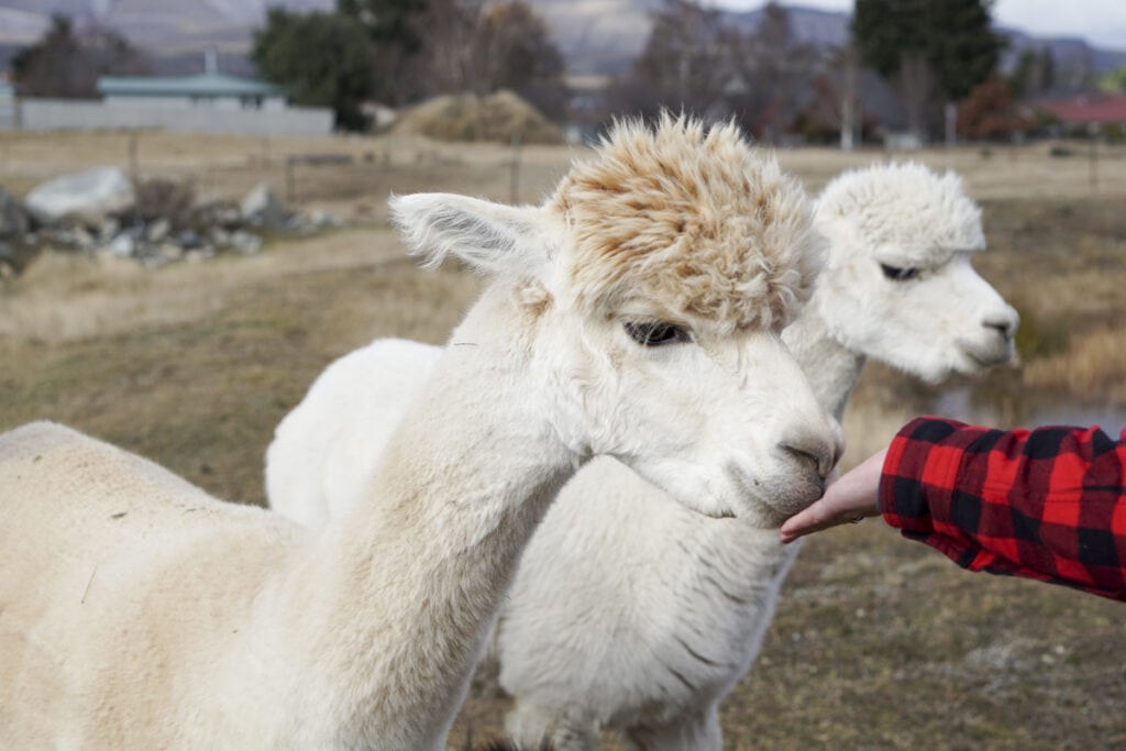 Lake tekapo things to do: Petting Zoo