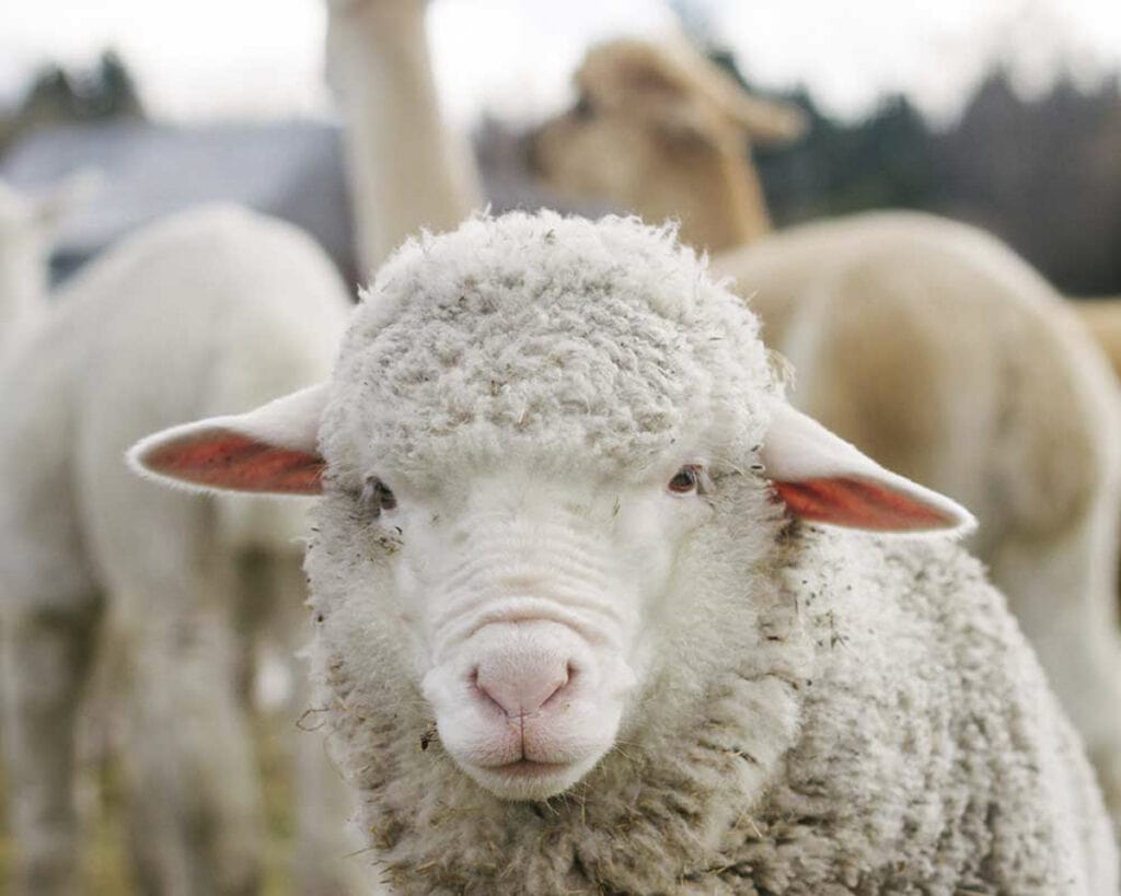 Lake Tekapo things to do: Petting Zoo