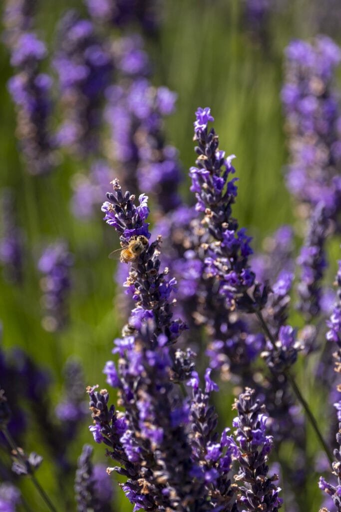 Wanaka Lavender farm