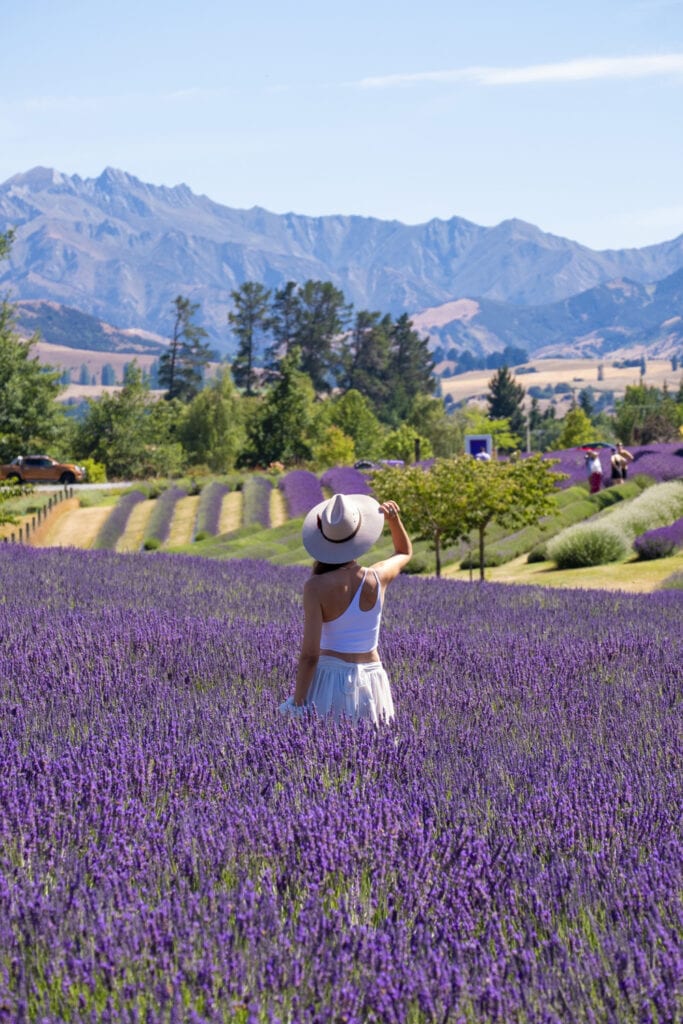Wanaka Lavender farm