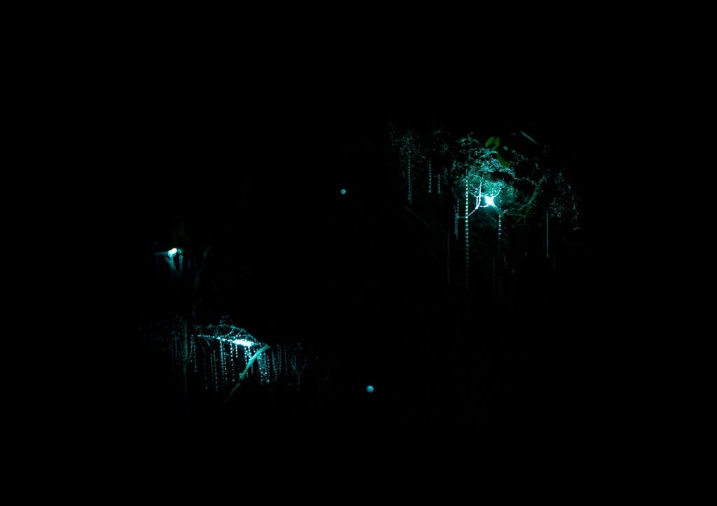 Luminous webs of glowing worms in cave